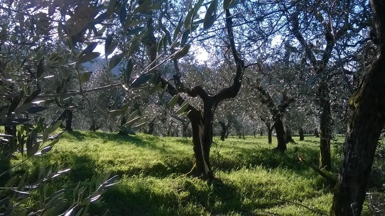 Villa Pacinotti Pistoia Bagian luar foto